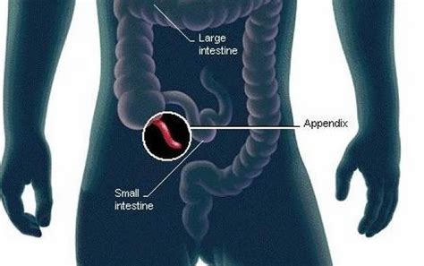 How big is an appendix?